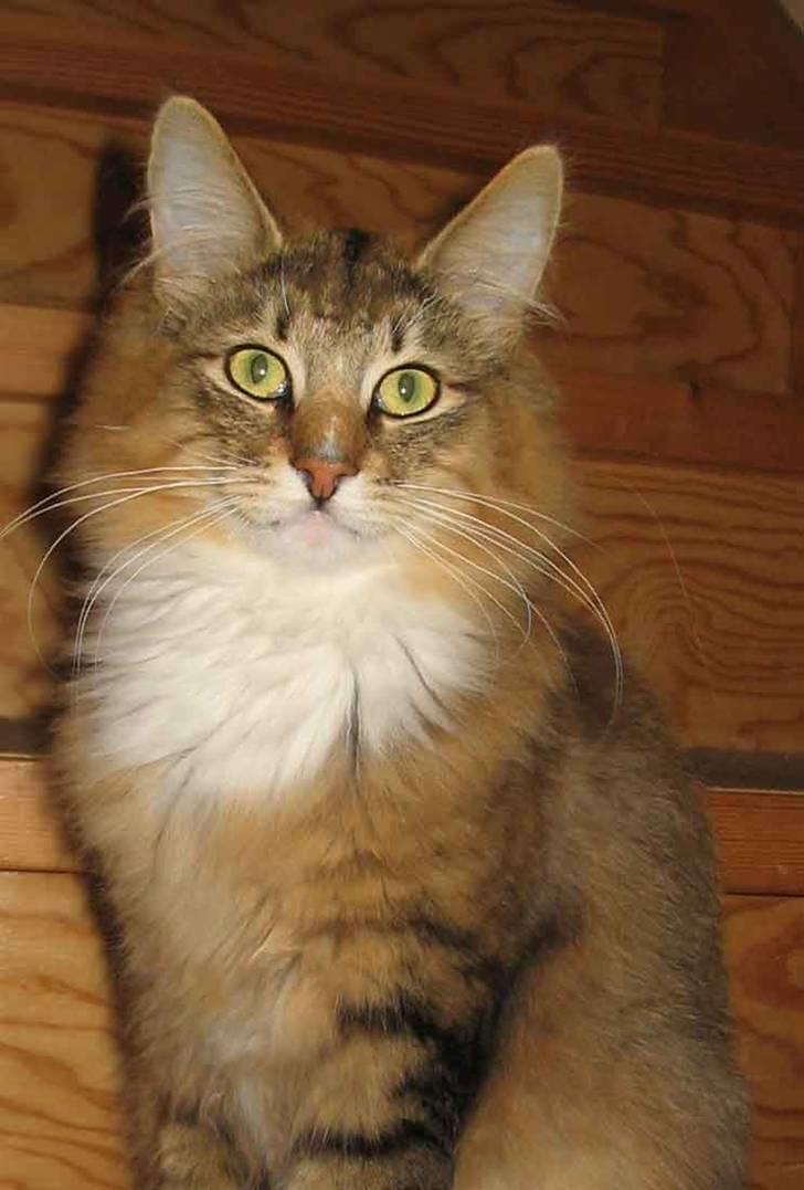 Norsk Skovkat Jerry Springer billede 1