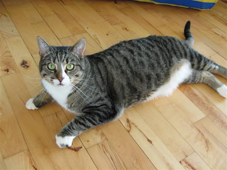 Huskat Bølle - Hej jeg hedder Bølle.  billede 1