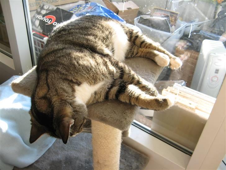 Huskat Bølle - Sådan spiller man død her hos mig. billede 2