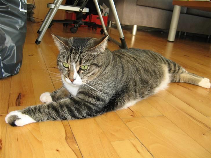 Huskat Bølle - Jeg nyder at lige på langs, så kan mor nemlig falde over mig. billede 3