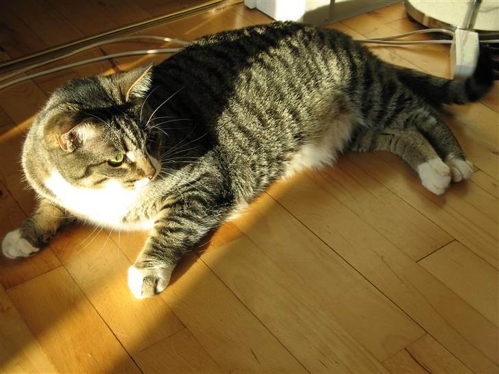 Huskat Bølle - Sol. Behøver jeg sige mere??? billede 4