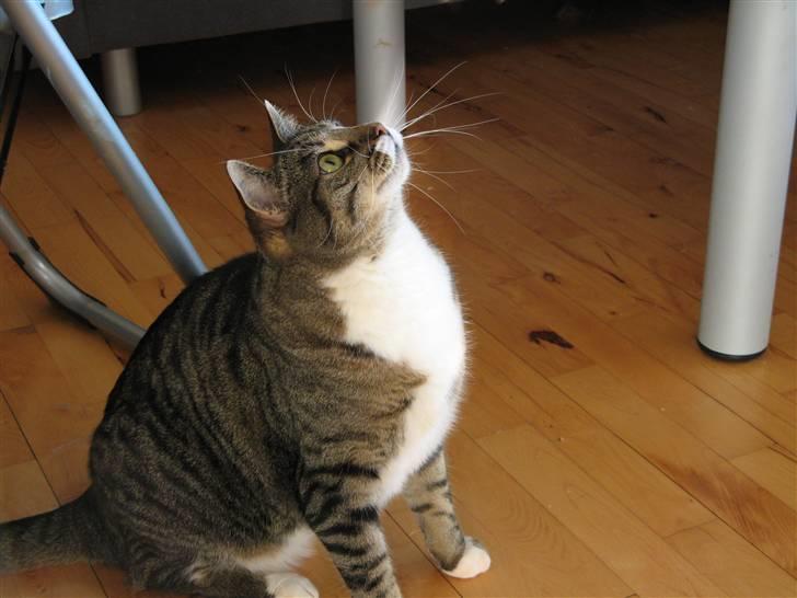 Huskat Bølle - Hvad mon der er deroppe? billede 5