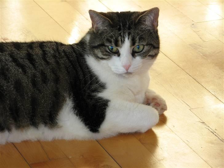 Huskat Beauty - Hej jeg hedder Beauty, men mor siger, jeg måske skulle have heddet Bissen i stedet. billede 1