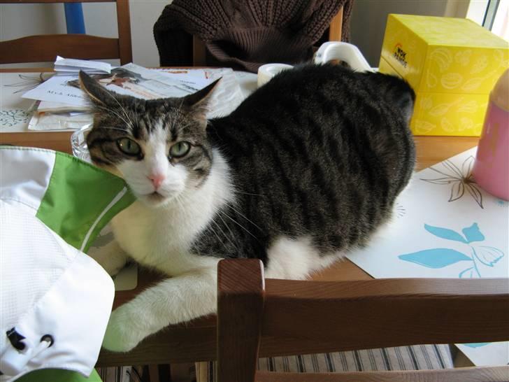 Huskat Beauty - Uhh den er god. billede 2