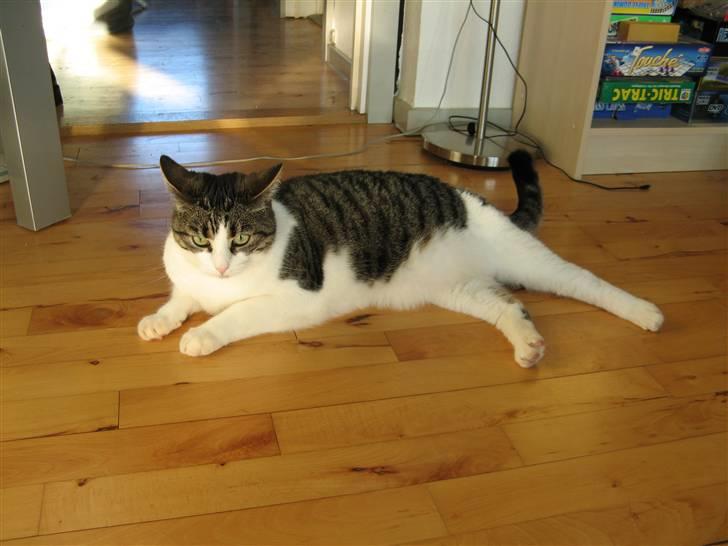 Huskat Beauty - Ja hvad skal jeg så nu? billede 5