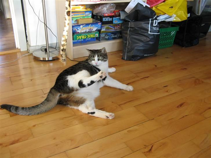 Huskat Beauty - Sådan laver man et back kick.  billede 6