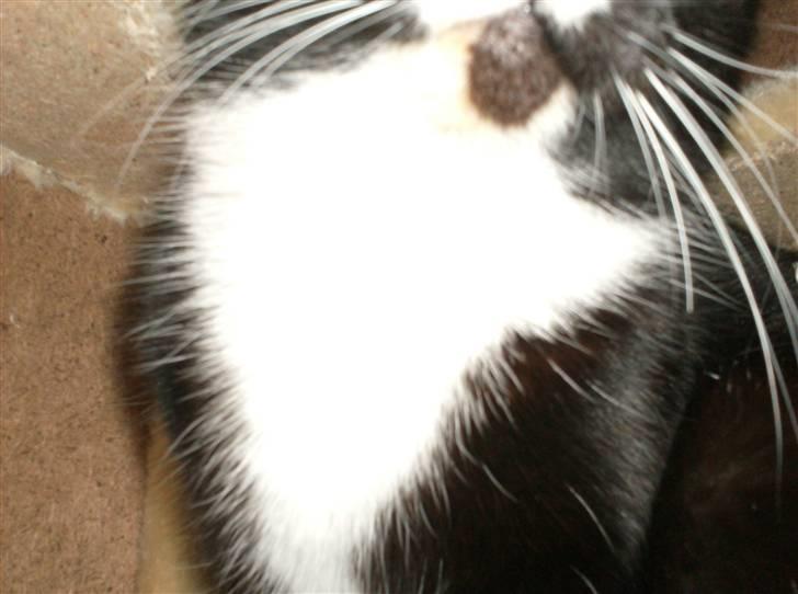 Blanding af racer isabella | d, 3/2-2008 billede 7