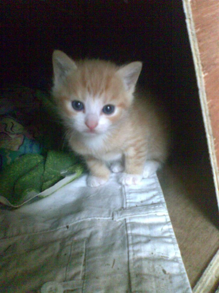 Huskat Skipper Død d 2/10 08 billede 1