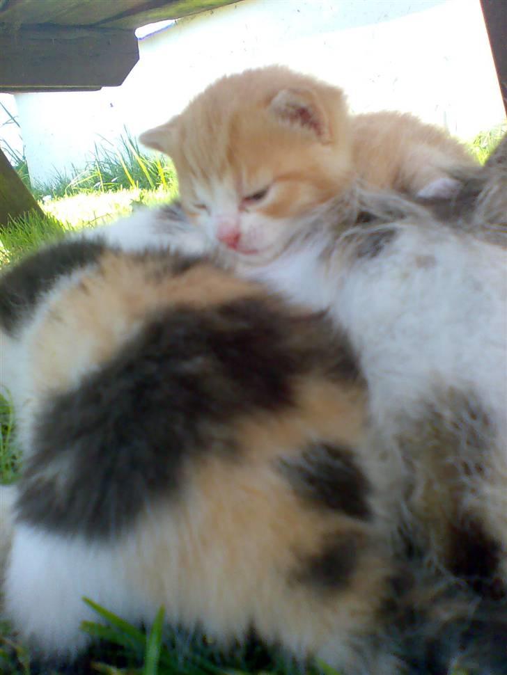 Huskat Skipper Død d 2/10 08 billede 2