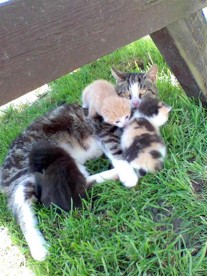 Huskat Skipper Død d 2/10 08 billede 3