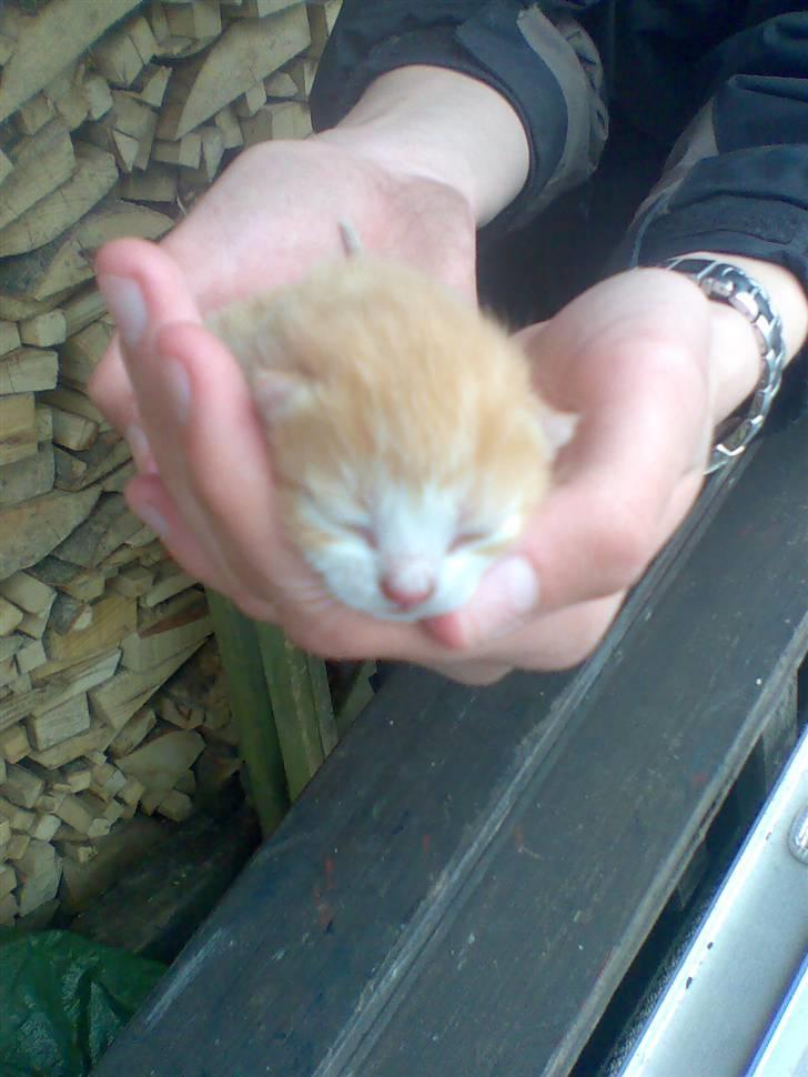 Huskat Skipper Død d 2/10 08 billede 4