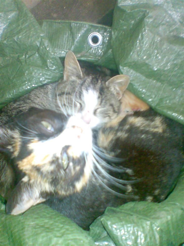 Huskat Skipper Død d 2/10 08 billede 5