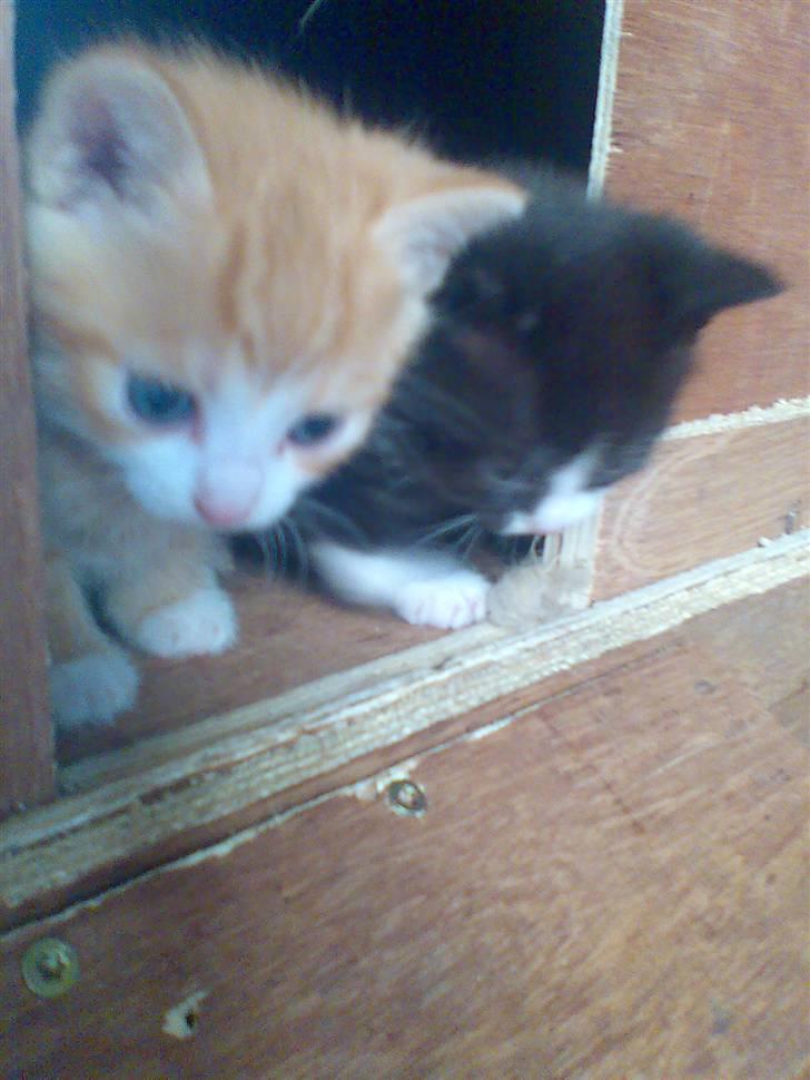 Huskat Skipper Død d 2/10 08 billede 6