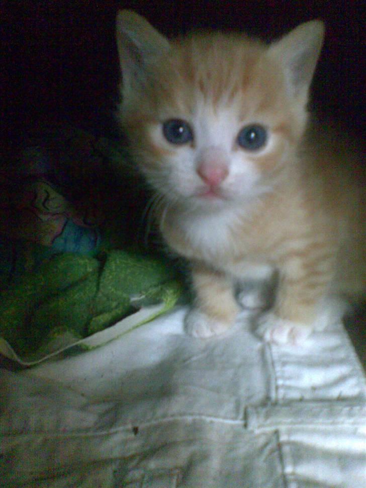 Huskat Skipper Død d 2/10 08 billede 8