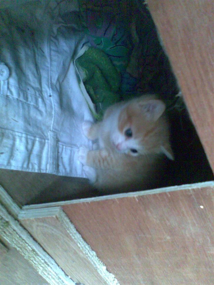 Huskat Skipper Død d 2/10 08 billede 9