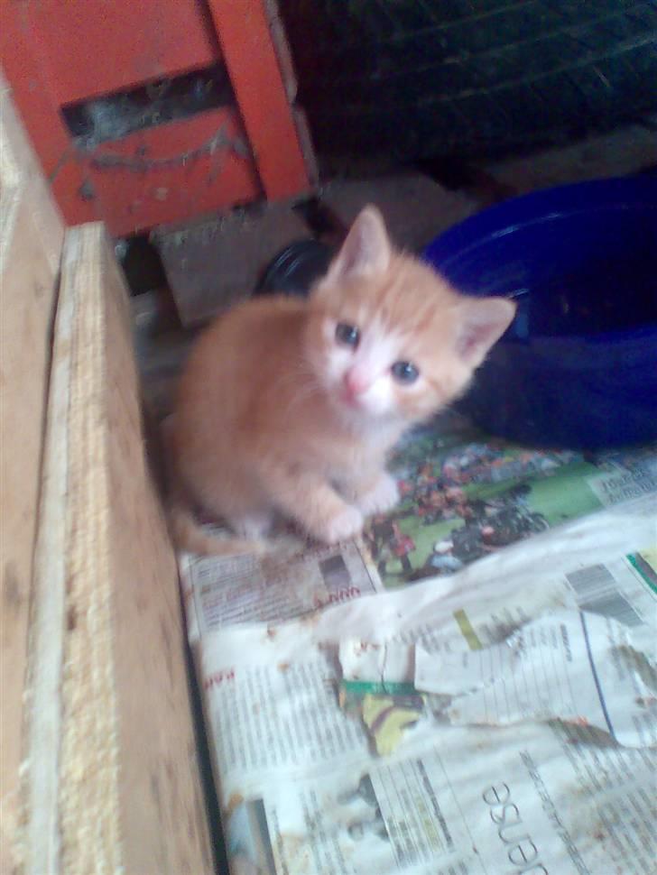 Huskat Skipper Død d 2/10 08 billede 10