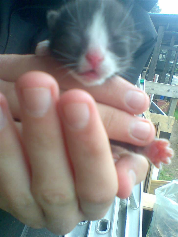 Huskat Mumi - Forsvandt 2009 billede 2