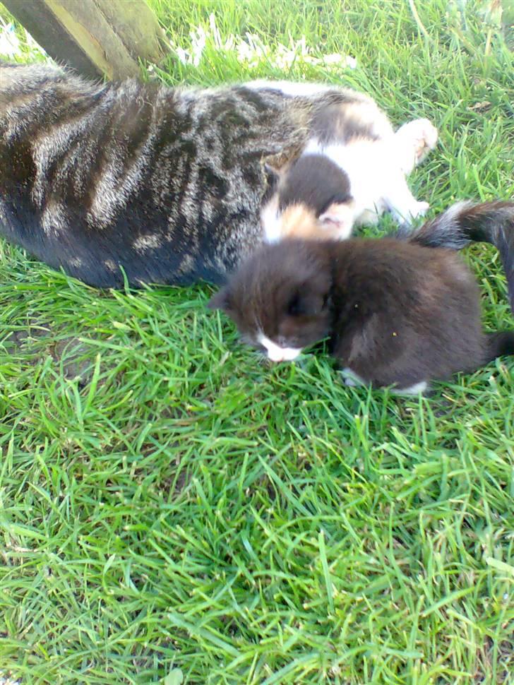 Huskat Mumi - Forsvandt 2009 billede 3