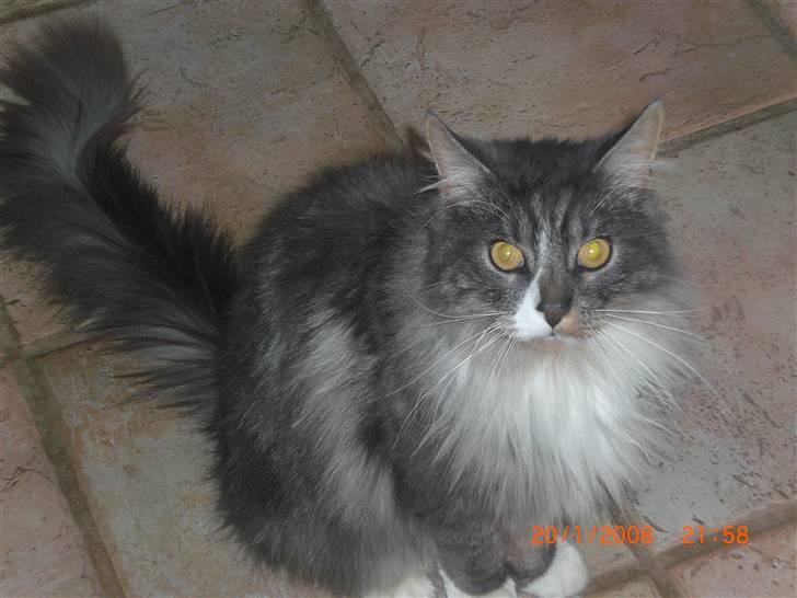 Maine Coon Sian billede 1