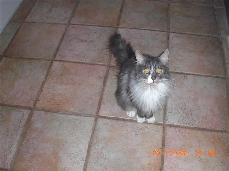 Maine Coon Sian billede 2