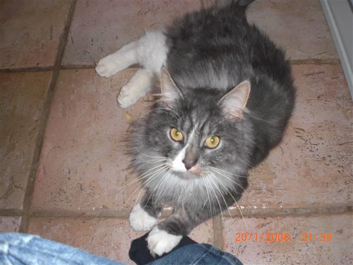 Maine Coon Sian billede 3