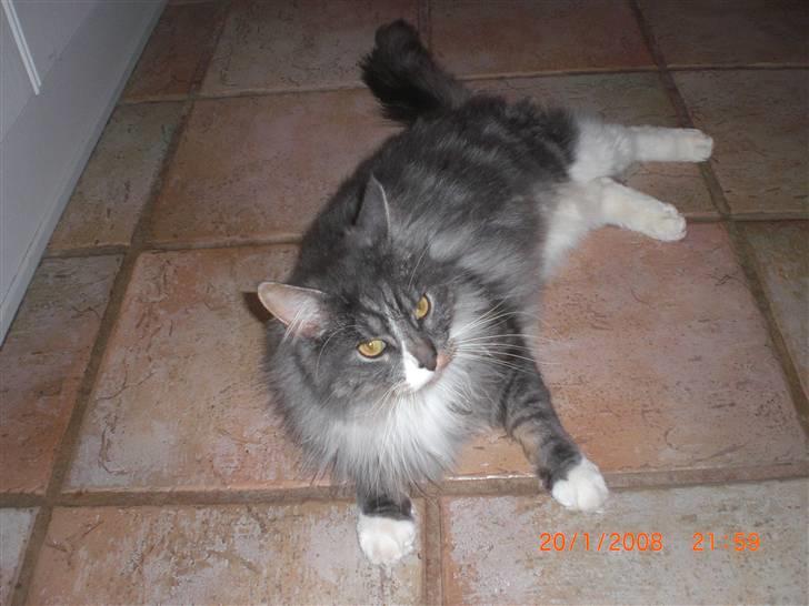 Maine Coon Sian billede 4
