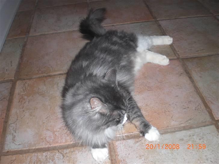 Maine Coon Sian billede 5