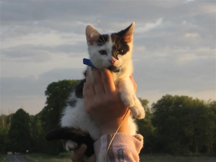 Huskat Muddie - R.I.P :´( - Velkommen til Muddie´s Profil <3 billede 1