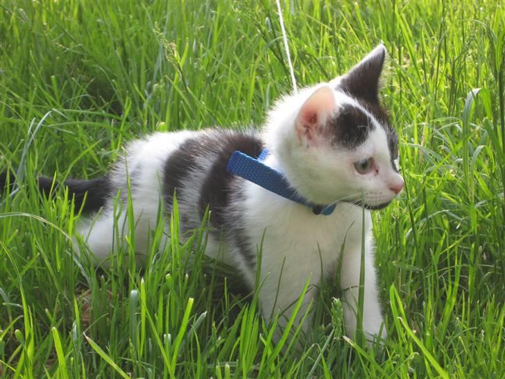 Huskat Muddie - R.I.P :´( - Muddie uden for første gang  billede 2