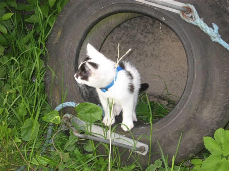 Huskat Muddie - R.I.P :´( - Øhh.. Hva laver du der miskat billede 3