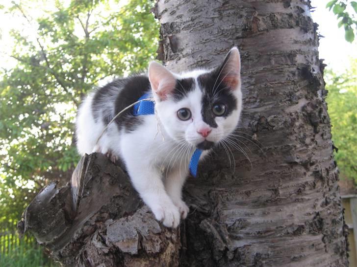 Huskat Muddie - R.I.P :´( - Muddie i træet :) billede 4