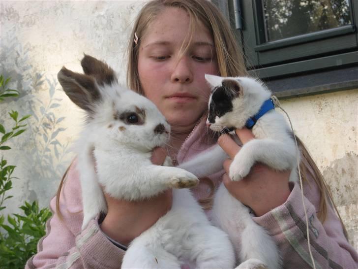 Huskat Muddie - R.I.P :´( - Kanin + Kat = Venner  billede 6