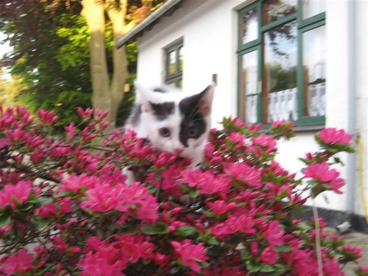 Huskat Muddie - R.I.P :´( - Muddie i blomster billede 7