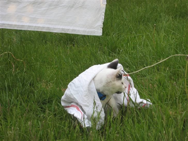 Huskat Muddie - R.I.P :´( - Hovsa Der var jo et viskestykke billede 8