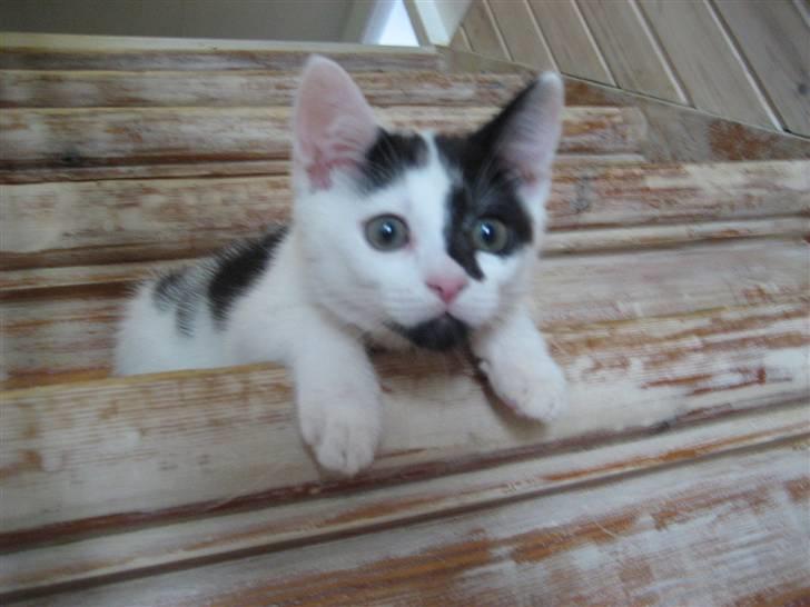 Huskat Muddie - R.I.P :´( - Er han ikke bare dejlig := billede 10