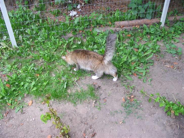 Norsk Skovkat Jerry Springer billede 2