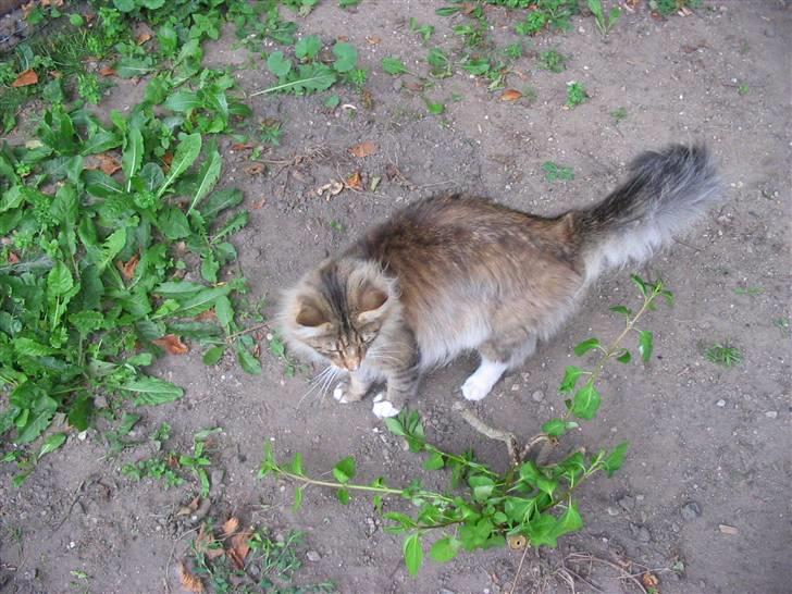 Norsk Skovkat Jerry Springer billede 3