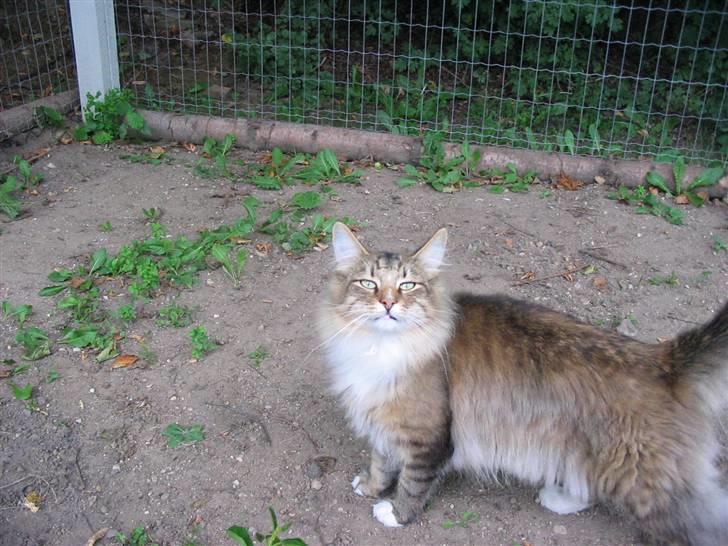 Norsk Skovkat Jerry Springer billede 4