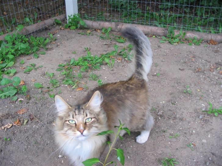 Norsk Skovkat Jerry Springer billede 5