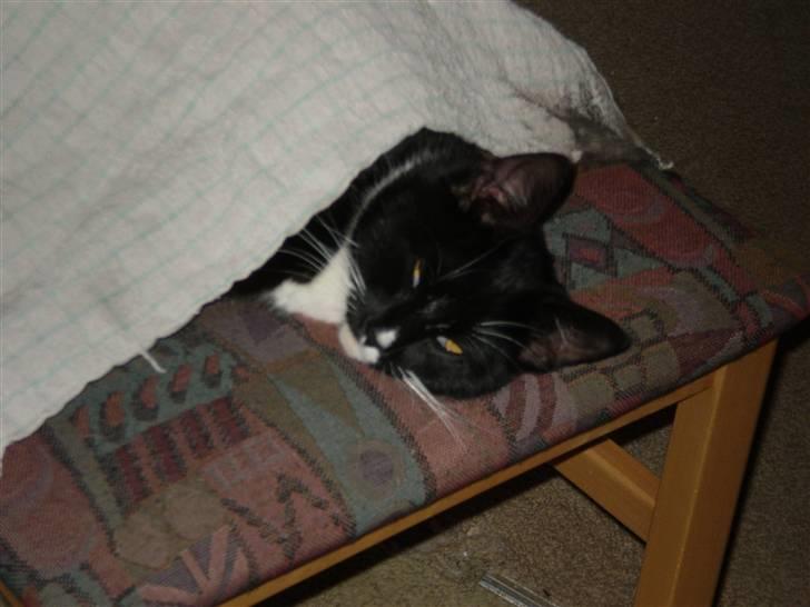 Huskat Sorte DØD billede 17