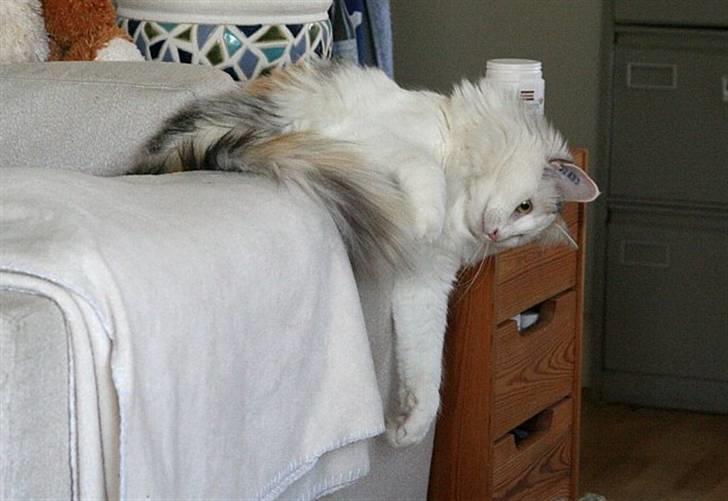 Norsk Skovkat Abi - Abi leger (med hunden Nikko) billede 14