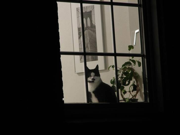 Huskat Gigi billede 18