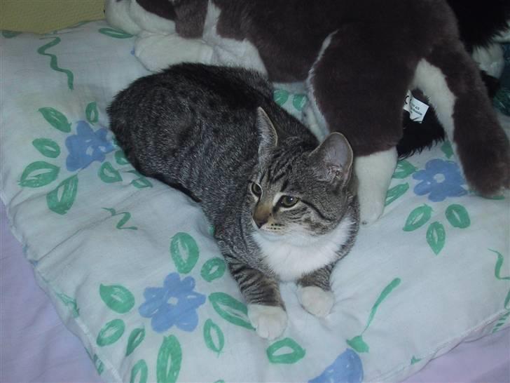 Huskat Mille R.I.P. - Mille som killing billede 2