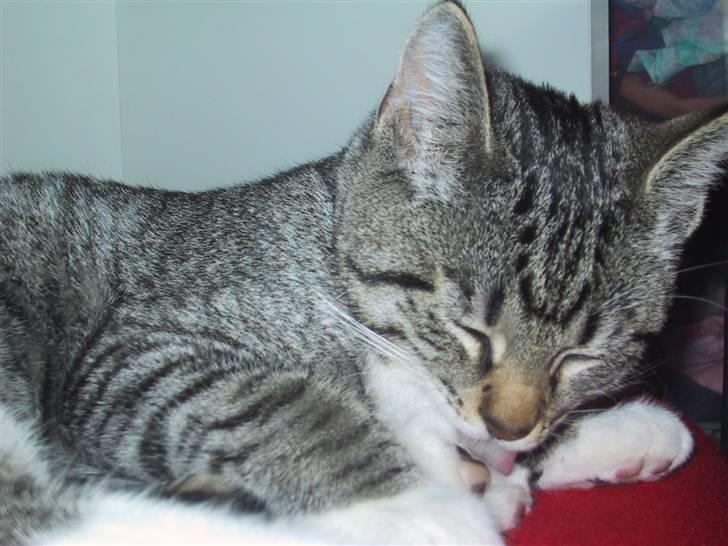 Huskat Mille R.I.P. - Mille som killing billede 3