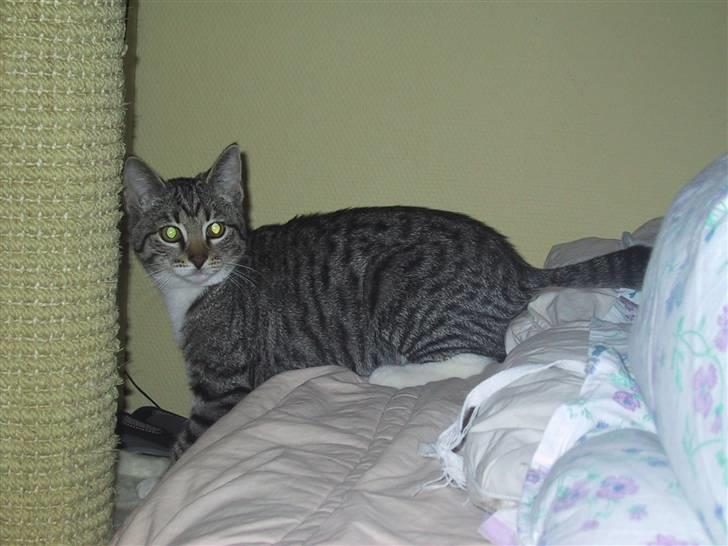 Huskat Mille R.I.P. - Mille som killing billede 4