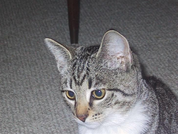 Huskat Mille R.I.P. - Mille som killing billede 5