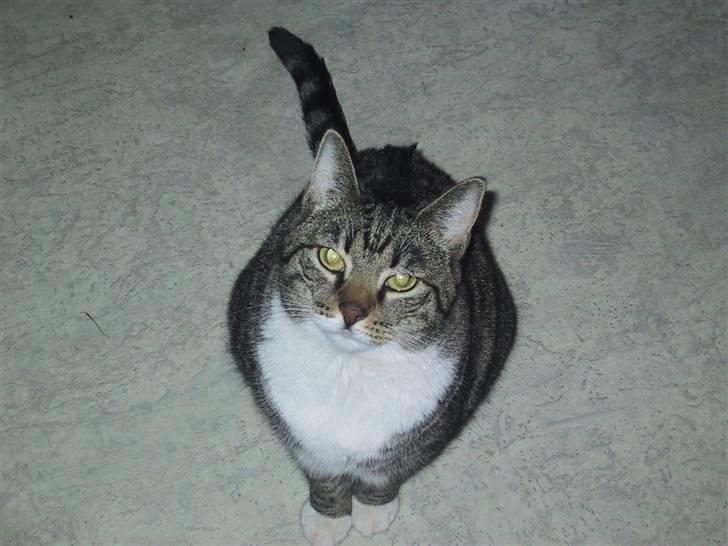 Huskat Mille R.I.P. - Har du noget mad til mig?? (tænker hun) billede 6