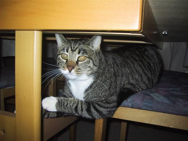 Huskat Mille R.I.P. - Bøh! billede 7