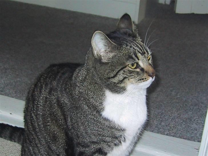 Huskat Mille R.I.P. - Store voksne Mille:-) billede 8