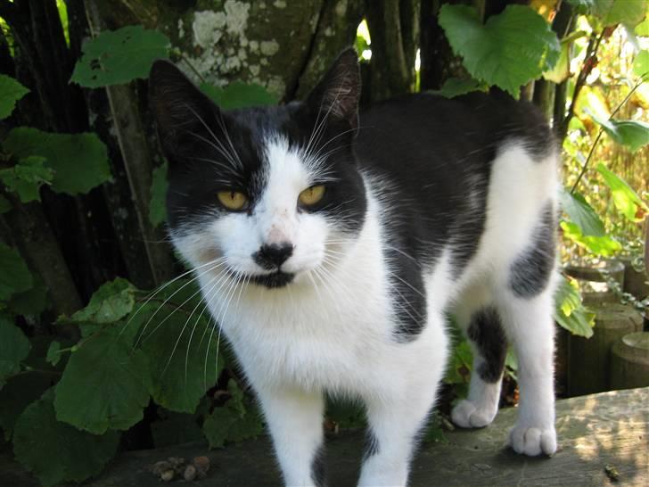 Huskat Frække billede 2